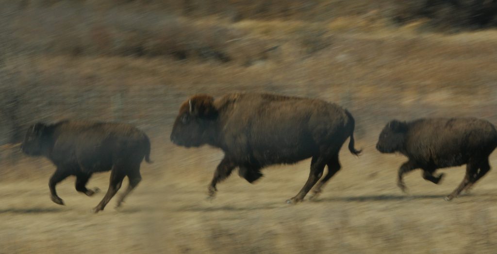 buffalo running Dianne Whelan